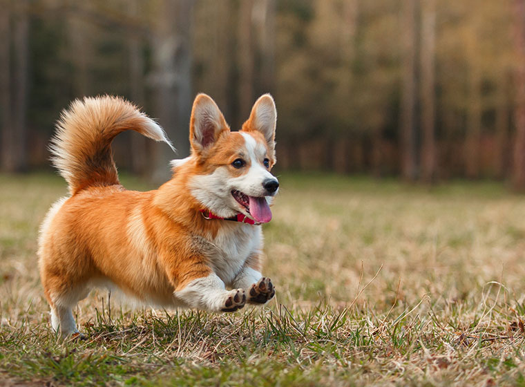 cardigan welsh corgi herding cattle