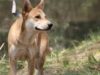 Carolina Dog