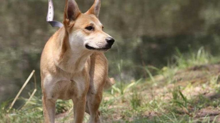Carolina Dog - Native Breed.org