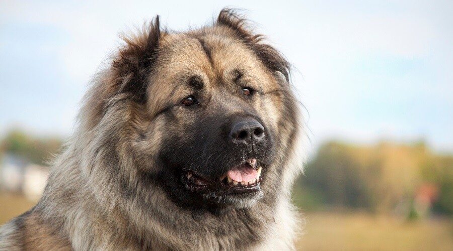 caucasian shepherd dog height