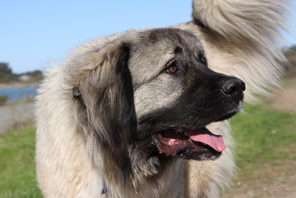 Caucasian Shepherd Dog Native Breed Org