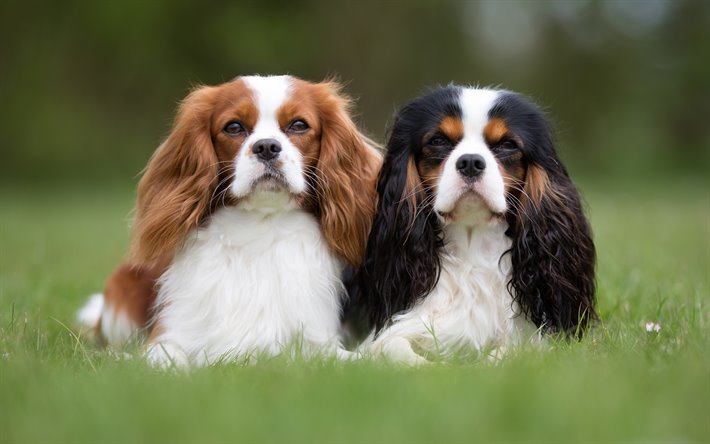 Cavalier King Charles Spaniel