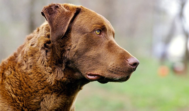 Chesapeake Bay Retriever