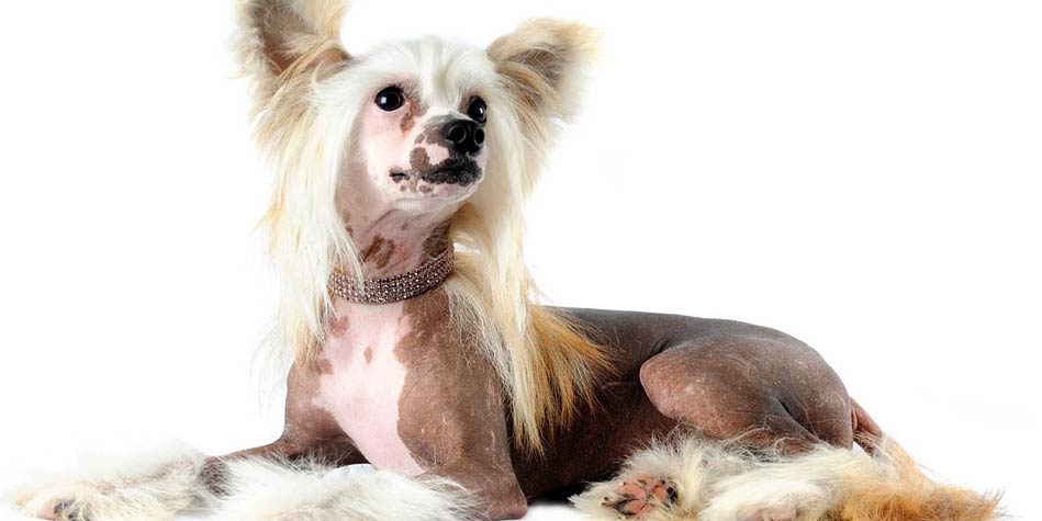 Chinese Crested Dog