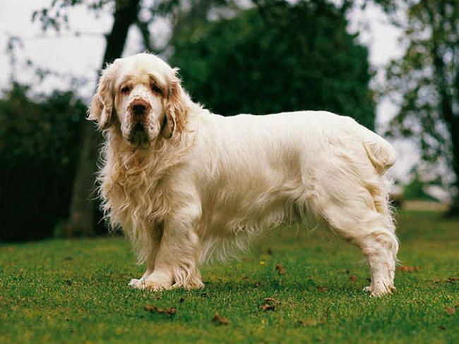 Clumber Spaniel