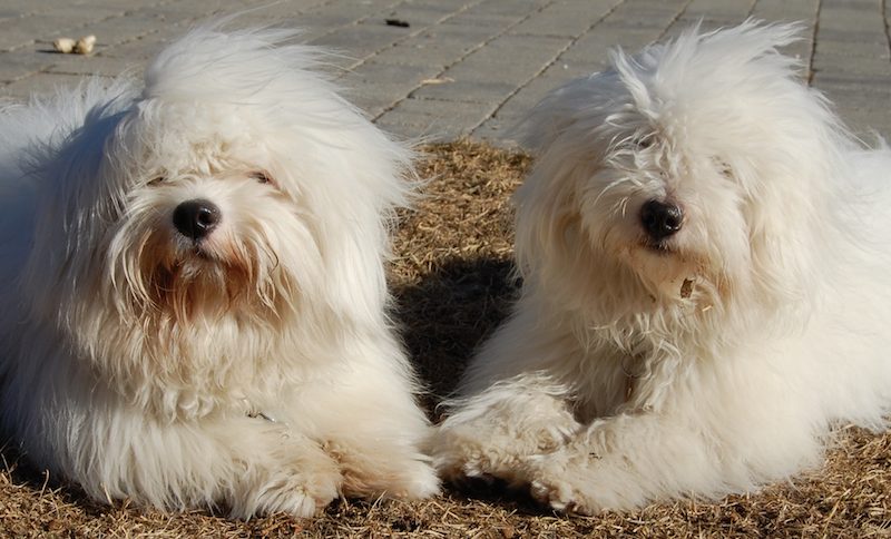 Coton de Tulear