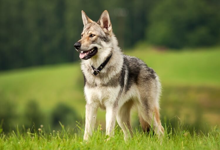 Czechoslovakian Wolfdog/Vlcak