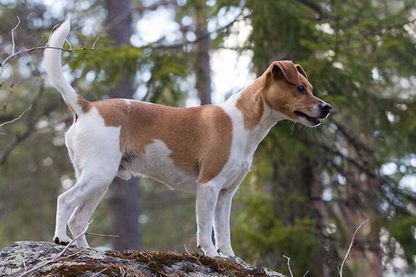 Danish-Swedish Farmdog