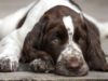English Springer Spaniel