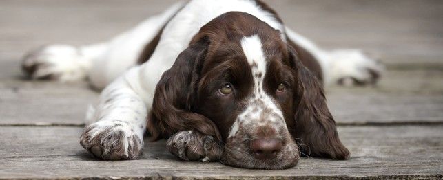 English Springer Spaniel