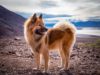 Eurasier