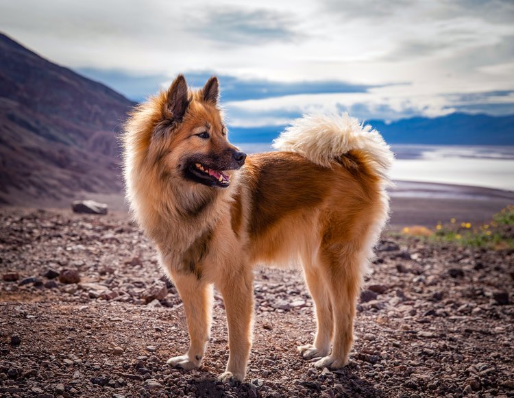 Eurasier