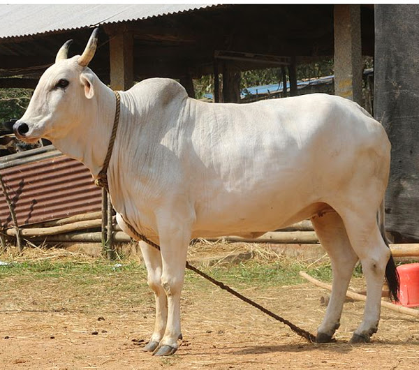 Gangatiri cattle breed