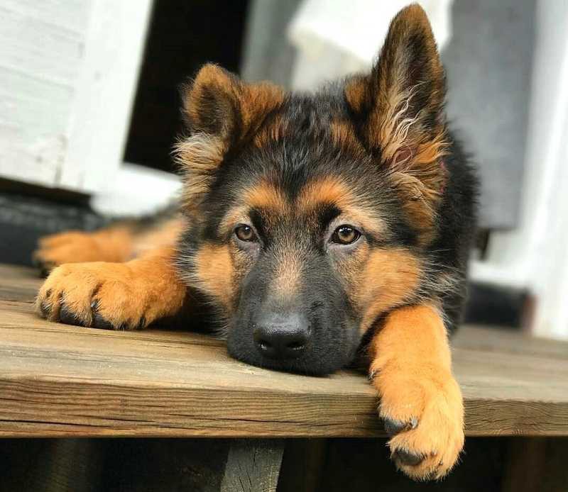 German Shepherd Dog