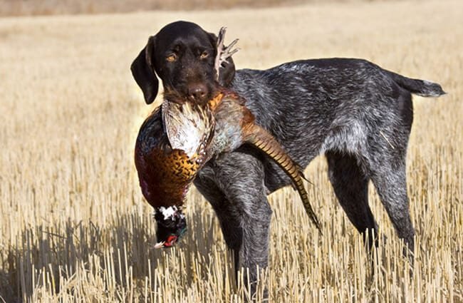 German Wirehaired Pointer