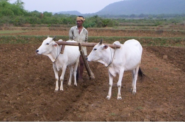 Ghumusari cattle breed