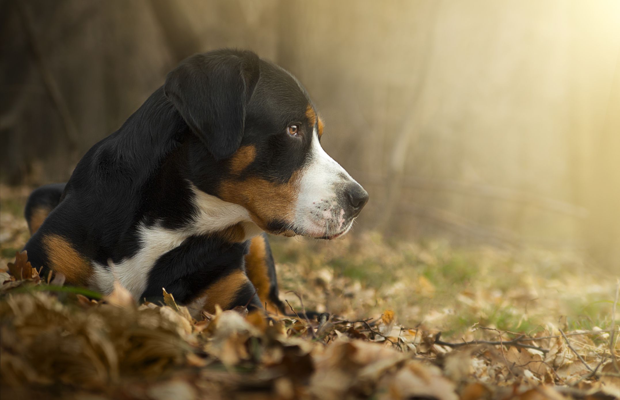 Greater Swiss Mountain Dog