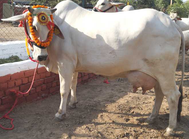 Hariana cattle