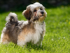 Havanese Dog Breed