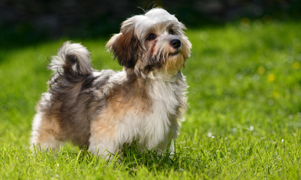 Havanese Dog Breed