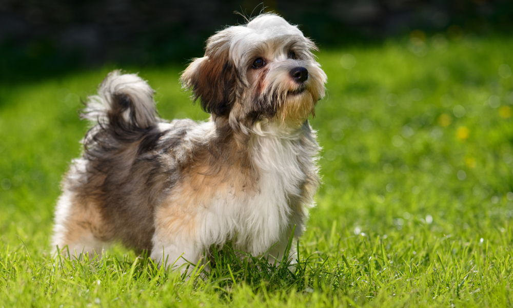 Havaneser Hund Havaneser Welpen PEDORO HAVANESER VDH Zucht Hund 