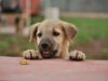 Indian pariah dog