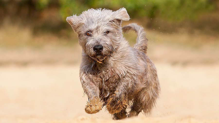 Glen of Imaal Terrier