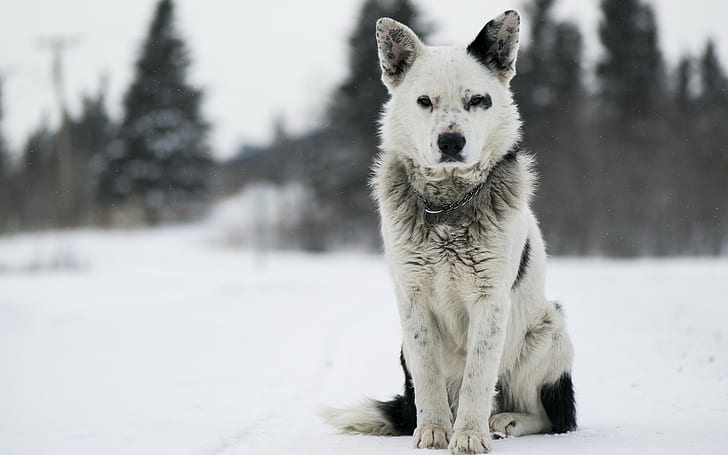 Karelian Bear Dog