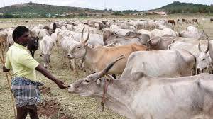 Khariar cattle breed