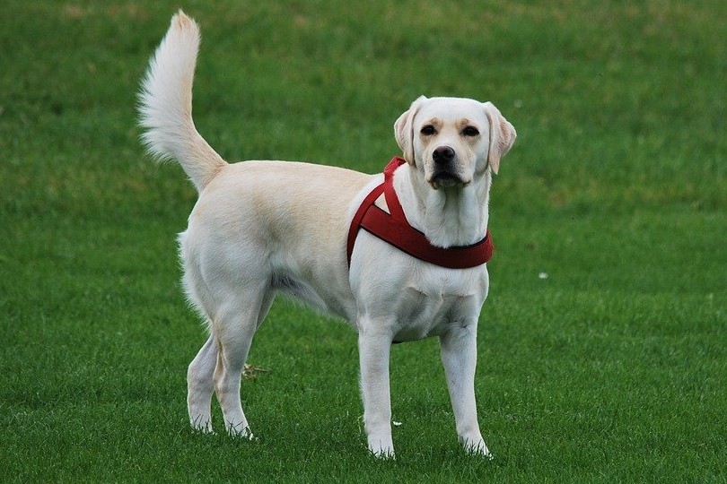 Labrador Retriever