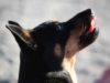 Lancashire Heeler