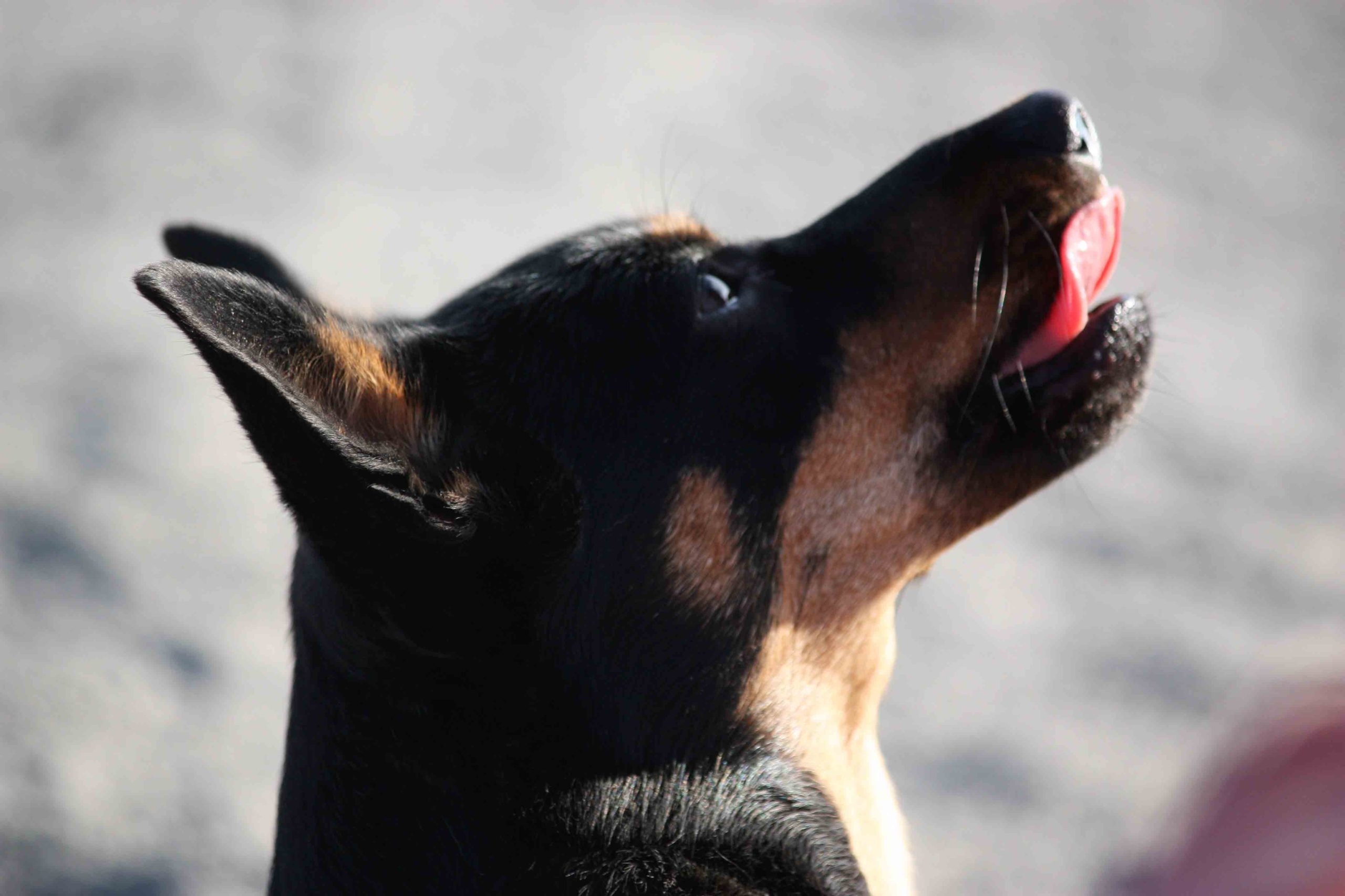 Lancashire Heeler