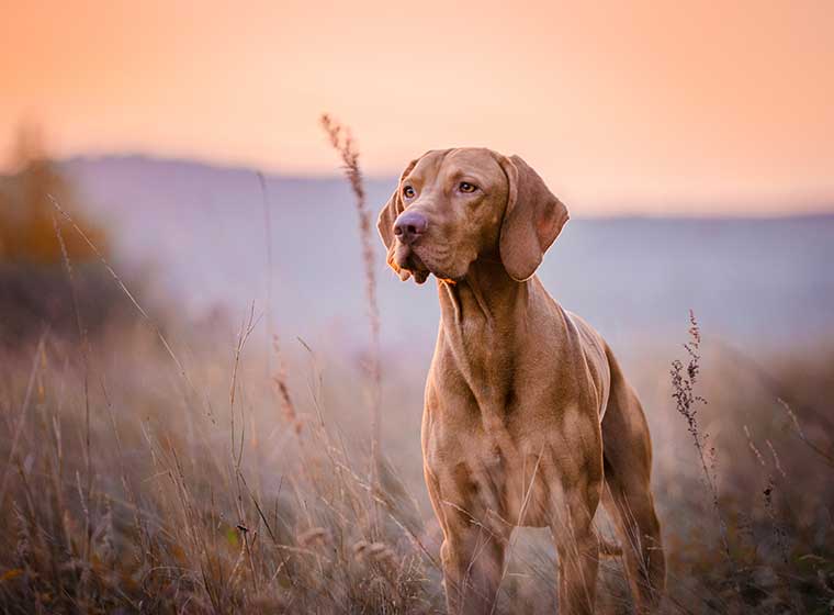 Hungary Native Dog Breeds Breed.org