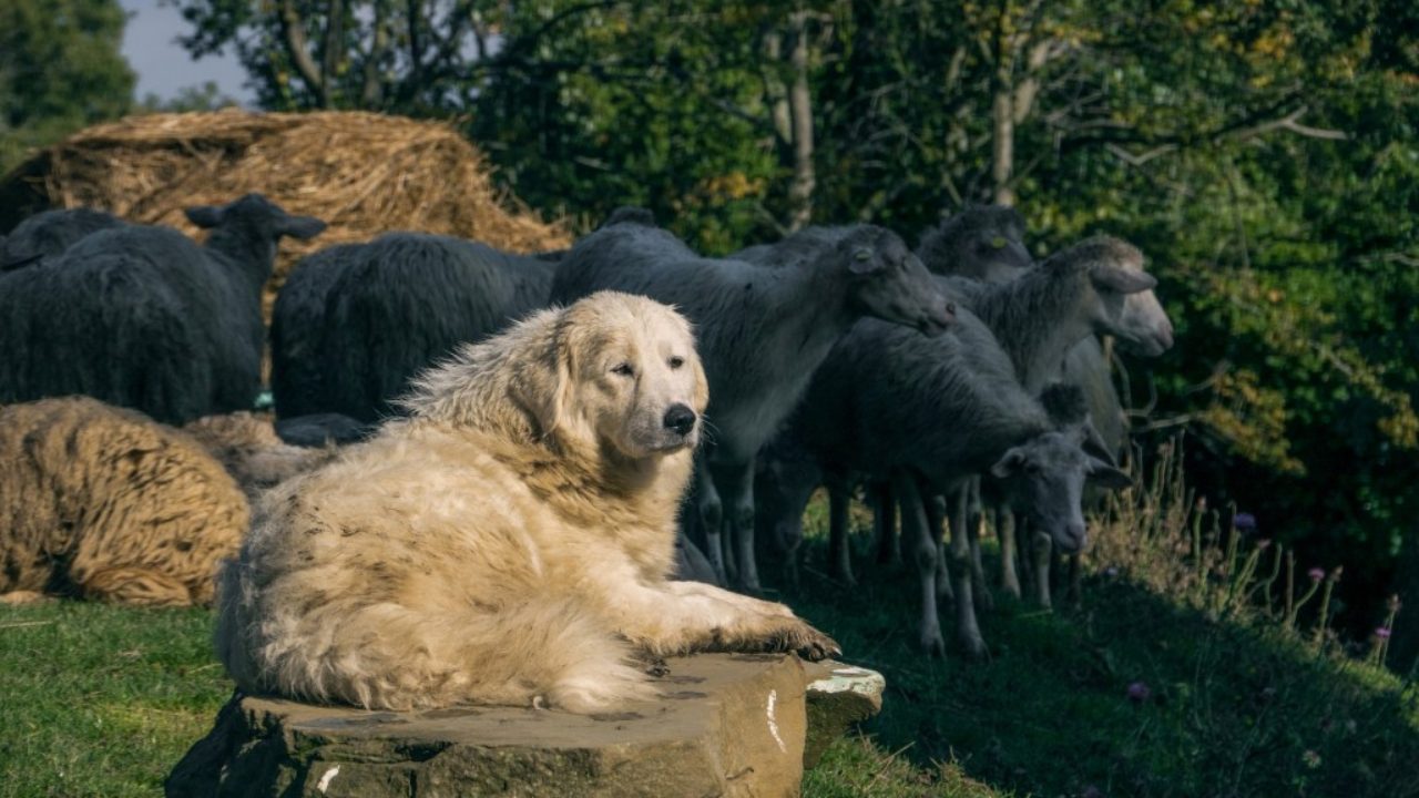 Maremmano Abruzzese Sheepdog Native Breed Org