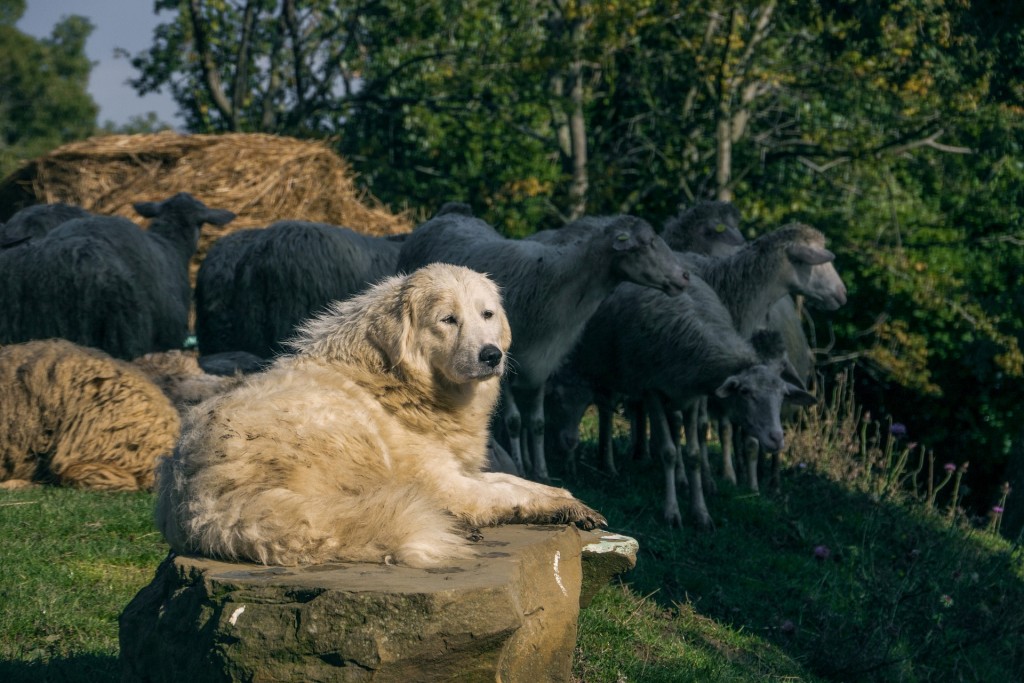 Maremmano-Abruzzese Sheepdog