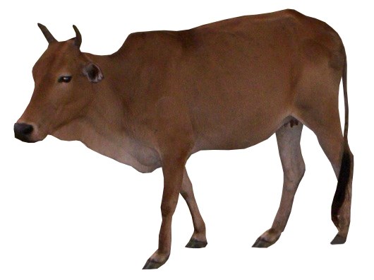 Motu cattle breed