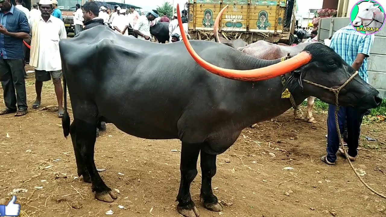 Pandharpuri buffalo breeds