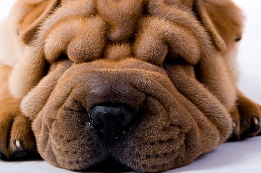 Chinese Shar-Pei