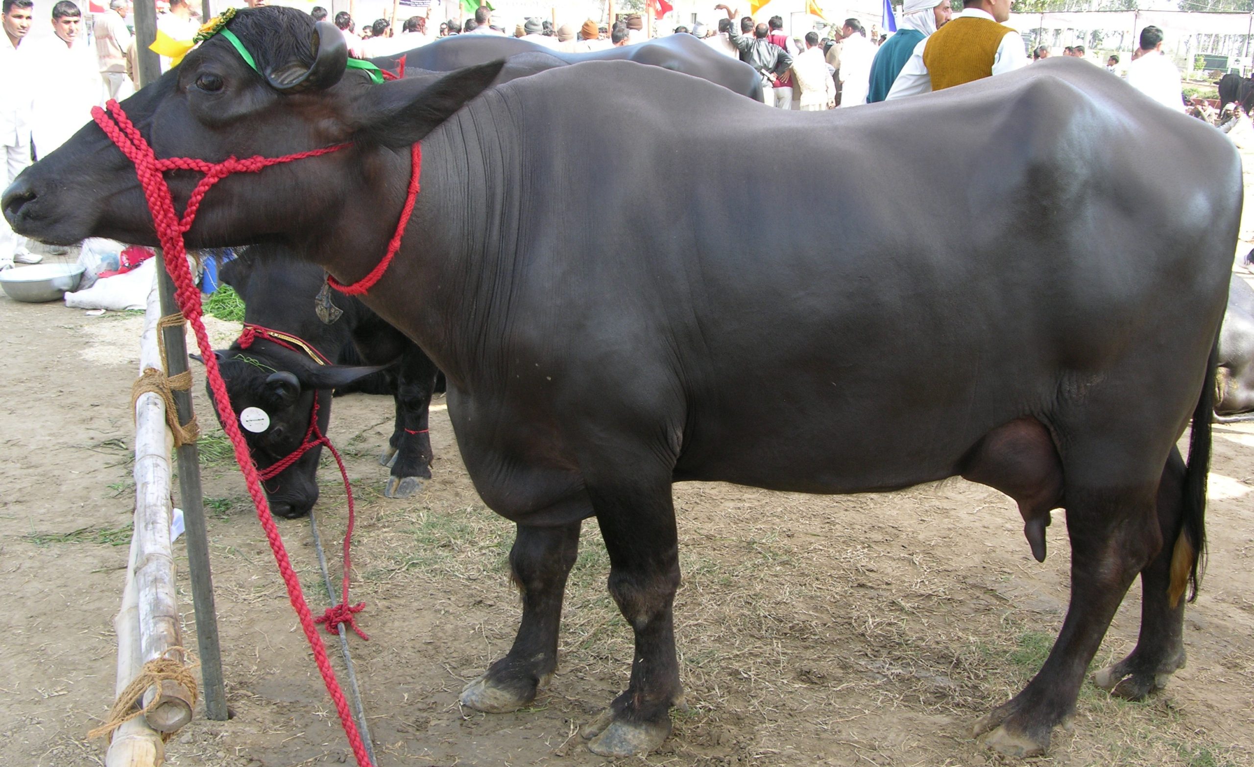 South Kanara buffalo