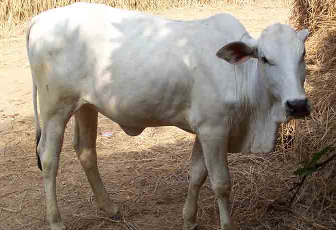 Sunandini cattle
