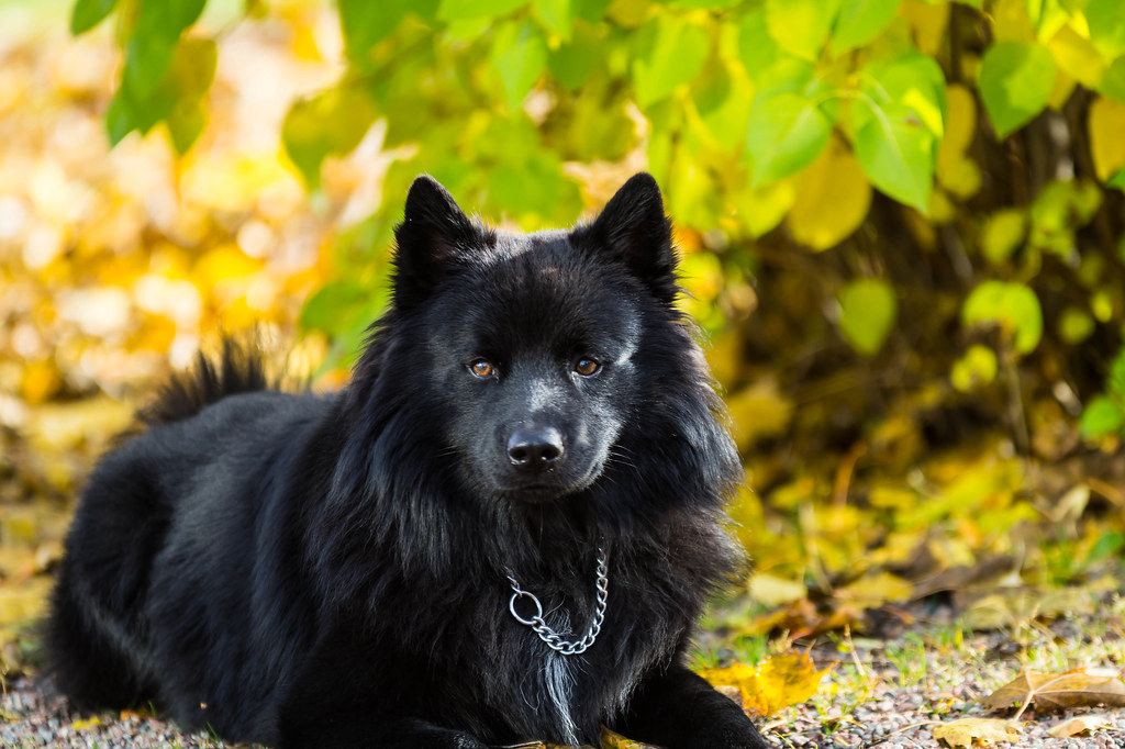 Native Dog Breeds Of Sweden Native Breed Org