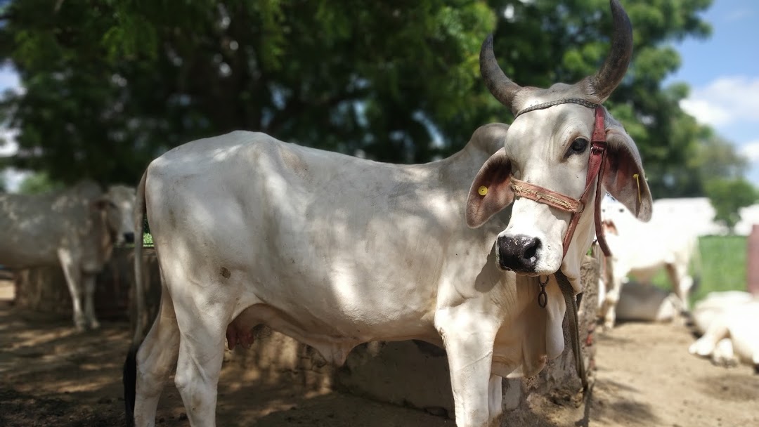 Tharparkar cattle breed
