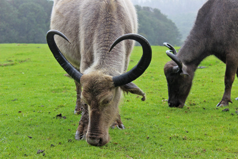 Toda buffalo breeds