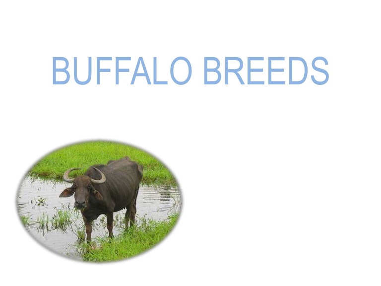Water buffalo breeds