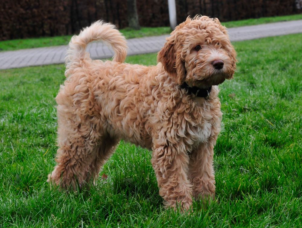 Barbet (dog)