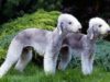 Bedlington Terrier