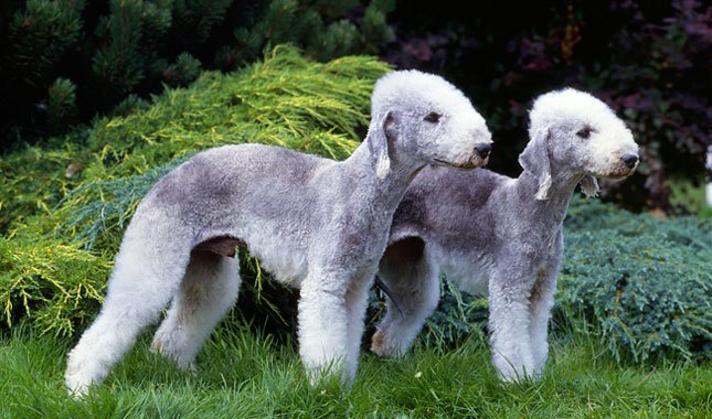 Bedlington Terrier