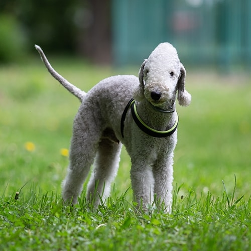 bedlington