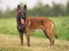 Belgian Malinois