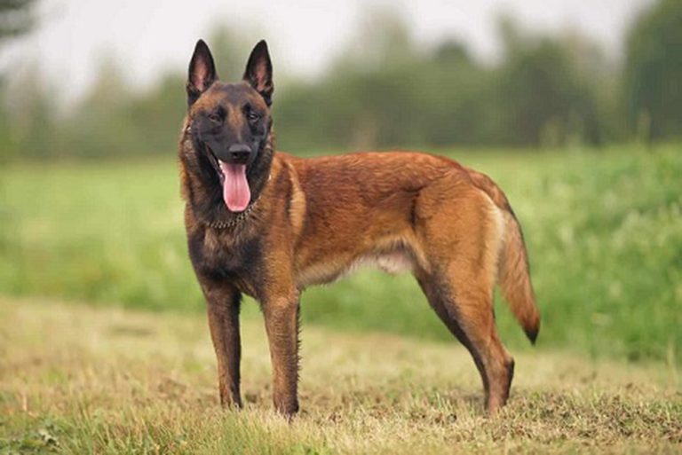 Belgian Malinois Native